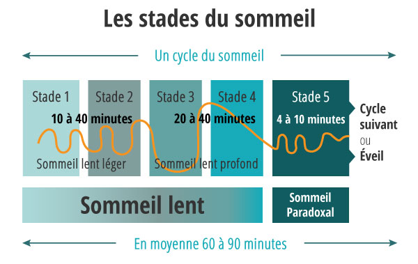 Tableau Phases sommeil (source site Lescuyer)
